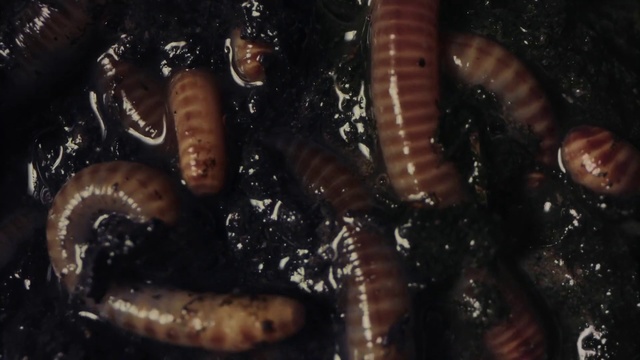 Video Reference N0: Insect, Larva, Mealworm, Invertebrate, Caterpillar, Ringed-worm, Organism, Beetle, Zophobas morio, Worm