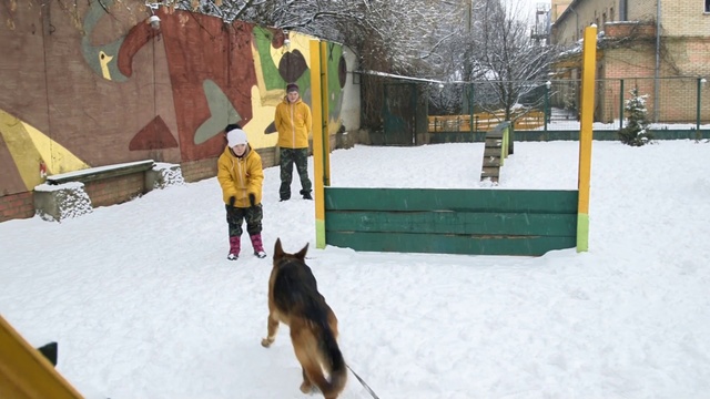 Video Reference N0: Snow, Winter, Dog, Canidae, Carnivore, Winter storm, Dog breed, Belgian shepherd, Blizzard, Working dog