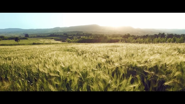 Video Reference N1: crop, field, agriculture, grass family, grass, grassland, sky, barley, food grain, sunlight