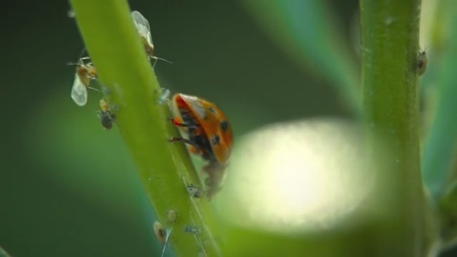 Video Reference N8: Insect, Macro photography, Invertebrate, Ladybug, Beetle, Water, Leaf, Close-up, Pest, Plant, Person