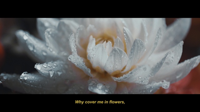 Video Reference N5: White, Petal, Water, Flower, Plant, Close-up, Moisture, Dew, Flowering plant, Macro photography
