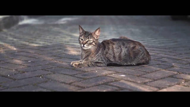 Video Reference N0: Cat, Felidae, Small to medium-sized cats, Whiskers, European shorthair, Tabby cat, Dragon li, Wild cat, Snout, Domestic short-haired cat