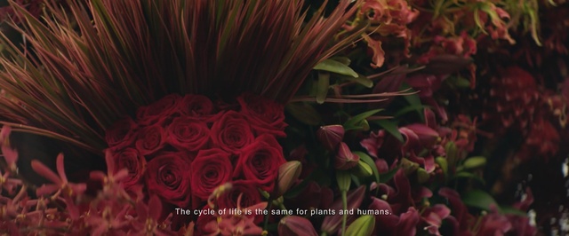 Video Reference N1: red, flora, plant, flower, petal, grass, computer wallpaper, spring, floristry, plant stem