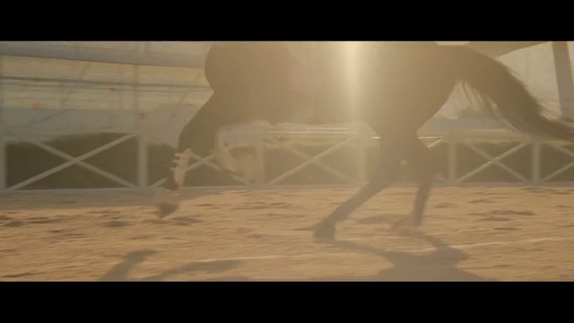 Video Reference N9: Atmospheric phenomenon, Landscape, Photography, Horse, Sand, Dust, Shadow