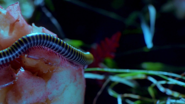 Video Reference N6: Organism, Marine biology, Plant, Carnivorous plant, Nepenthes, Macro photography