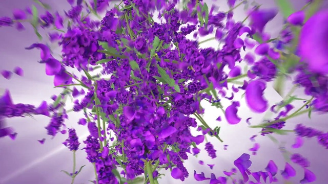 Video Reference N1: Lavender, Purple, Violet, Flower, Lilac, Plant, Lavender, Flowering plant, English lavender, Violet family