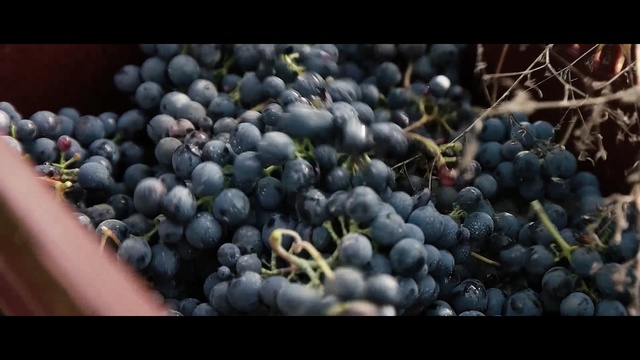 Video Reference N5: Grape, Fruit, Plant, Seedless fruit, Grapevine family, Natural foods, Vitis, Superfood, Blueberry, Grape leaves