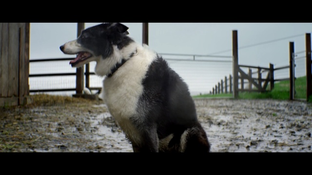 Video Reference N1: dog, dog breed, dog like mammal, snout, dog breed group, border collie, Person