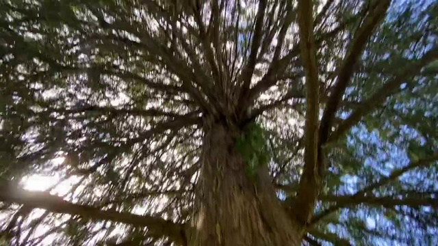 Video Reference N5: Tree, Nature, Woody plant, Branch, Trunk, Plant, Nature reserve, Bigtree, Forest, Sky