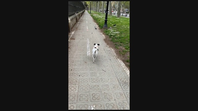 Video Reference N0: Canidae, Dog, Sidewalk, Line, Sporting Group, Road, Carnivore, Road surface, Tail, Non-Sporting Group