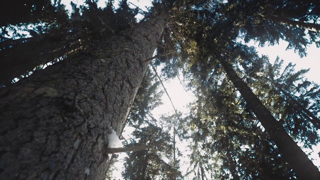 Video Reference N2: Tree, Woody plant, Branch, Trunk, Light, Plant, Natural environment, Sunlight, Sky, Forest