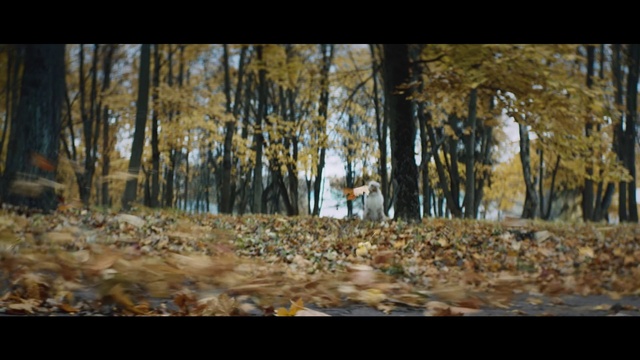 Video Reference N0: Woodland, Nature, Tree, Forest, Natural environment, Leaf, Wilderness, Autumn, Deciduous, Natural landscape