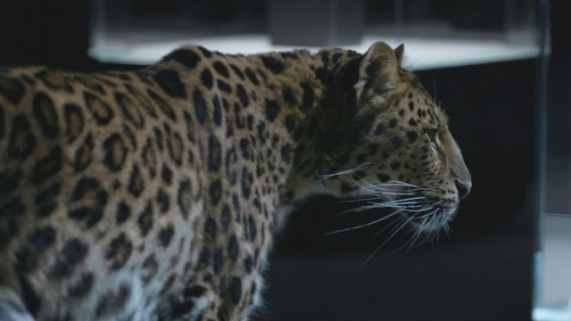 Video Reference N7: Terrestrial animal, Vertebrate, Mammal, Felidae, Leopard, Wildlife, Whiskers, Jaguar, Big cats, African leopard