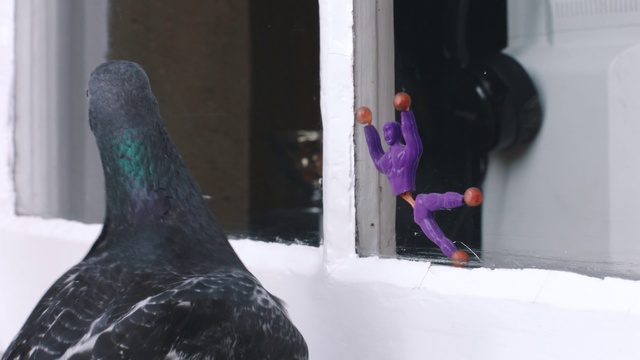 Video Reference N3: Beak, Bird, Pigeons and doves, Snow, Winter, Art