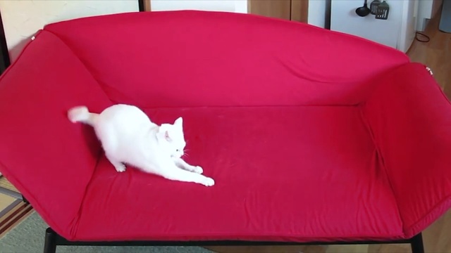 Video Reference N0: red, furniture, couch, chair, sofa bed, textile, product, cat, cushion, comfort