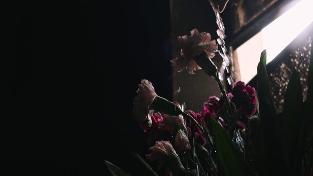 Video Reference N2: Red, Light, Flower, Plant, Darkness, Font, Performance, Night, Event, Photography