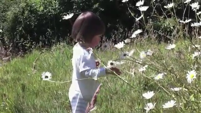 Video Reference N1: ecosystem, plant, grass, grass family, meadow, tree, spring, recreation, flower, play