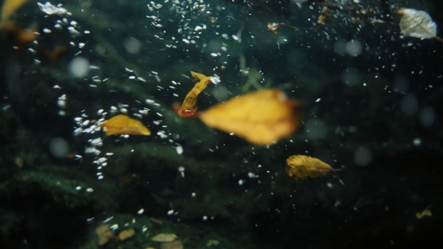 Video Reference N0: Marine biology, Water, Organism, Underwater