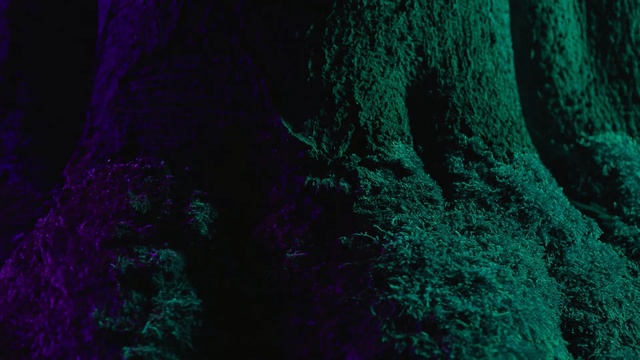 Video Reference N5: Green, Purple, Blue, Violet, Turquoise, Darkness, Tree, Colorfulness, Forest, Magenta