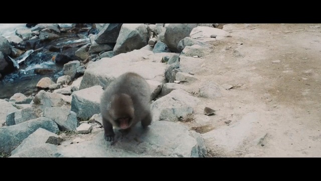 Video Reference N1: mammal, fauna, primate, old world monkey, macaque, organism