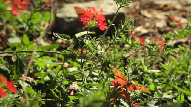 Video Reference N1: Flower, Flowering plant, Butterfly, Nature, Plant, Pollinator, Moths and butterflies, Insect, Wildflower, Monarch butterfly