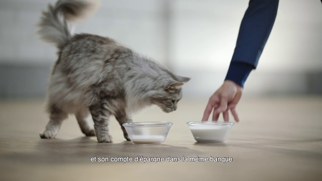 Video Reference N0: Cat, Felidae, Small to medium-sized cats, Carnivore, Kitten, Domestic short-haired cat, European shorthair, Tail, Kurilian bobtail, Whiskers, Indoor, Standing, Front, Table, Looking, Woman, Black, Sitting, Gray, White, Food, Grey, Kitchen, Dog, Counter, Water, Man, Animal, Mammal, Domestic cat