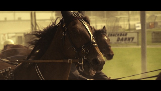 Video Reference N4: Horse, Bridle, Horse harness, Rein, Halter, Horse tack, Mode of transport, Mane, Stallion, Snout