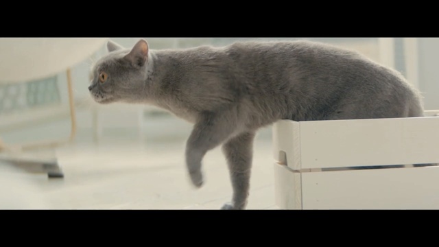 Video Reference N4: cat, small to medium sized cats, mammal, cat like mammal, fauna, korat, chartreux, whiskers, russian blue, domestic short haired cat, Person