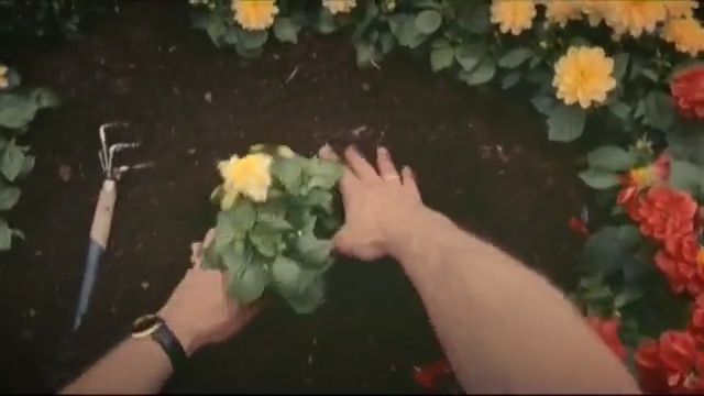 Video Reference N1: flower, plant, yellow, flora, floristry, flower arranging, flowering plant, rose family, rose, petal