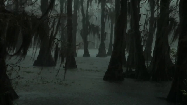 Video Reference N6: Nature, Tree, Forest, Woodland, Natural environment, Atmospheric phenomenon, Darkness, Swamp, Old-growth forest, Natural landscape, Person