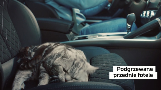 Video Reference N3: Vehicle door, Cat, Vehicle, Auto part, Felidae, Car seat, Car, Car seat cover, Driving, Photo caption