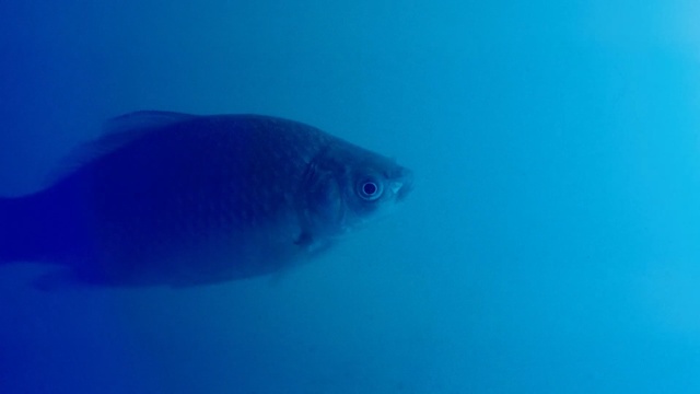 Video Reference N1: Fish, Fish, Marine biology, Underwater, Water, Blue, Organism, Fin, Azure, Electric blue