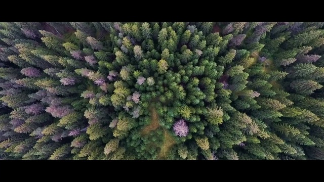 Video Reference N0: Canadian fir, Plant, Tree, Flower, Biome, shortleaf black spruce, sitka spruce, Colorado spruce, Fir, lodgepole pine