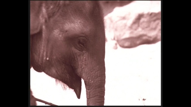 Video Reference N2: elephants and mammoths, elephant, indian elephant, mammal, nose, vertebrate, head, fauna, close up, african elephant