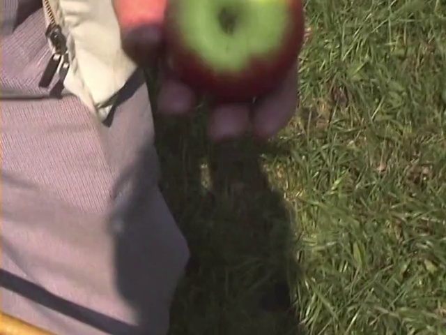 Video Reference N0: Apple, Fruit, Plant, Grass, Tree, Lawn, Footwear, Malus, Trousers