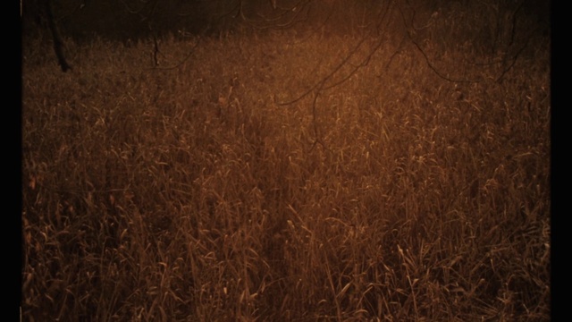 Video Reference N9: Brown, Grass, Grass family, Atmosphere, Plant, Darkness, Wood, Soil, Grassland, Flooring