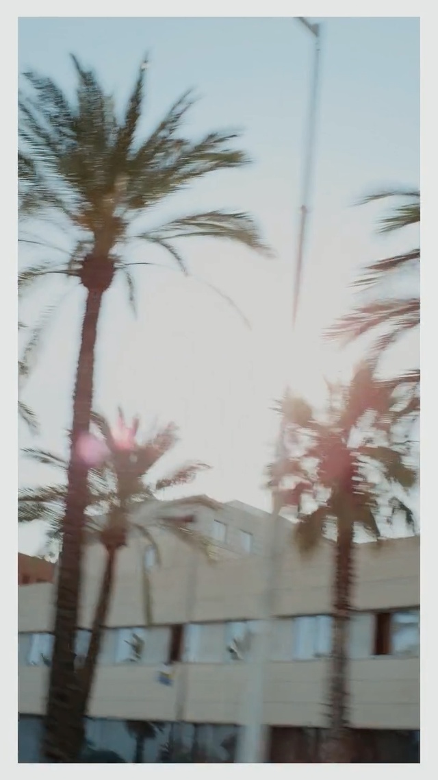 Video Reference N0: Tree, Palm tree, Atmospheric phenomenon, Arecales, Plant, Woody plant, Sky, Date palm, Winter, Branch, Person