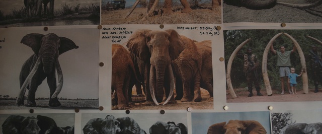 Video Reference N12: Elephant, Elephants and Mammoths, Terrestrial animal, Indian elephant, Mammoth, Wildlife, Zoo, African elephant, Adaptation, Organism