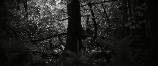 Video Reference N5: black, nature, forest, black and white, woodland, tree, monochrome photography, darkness, atmosphere, woody plant