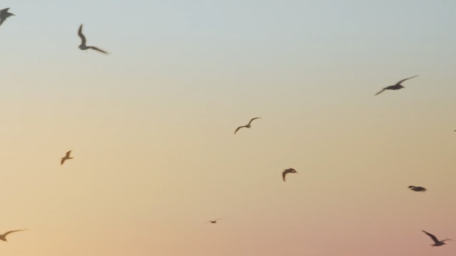 Video Reference N1: Flock, Bird, Bird migration, Sky, Animal migration, Atmospheric phenomenon, Morning, Seabird, Wing, Flight