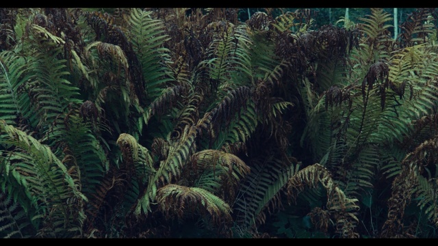 Video Reference N2: vegetation, ecosystem, plant, ferns and horsetails, fern, organism, tropical and subtropical coniferous forests, biome, jungle, forest