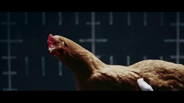 Video Reference N4: Chicken, Galliformes, Beak, Organism, Bird, Poultry, Wildlife, Fowl, Livestock, Art, Animal, Indoor, Looking, Sitting, Front, Window, Cat, Orange, Screen, Red, Television, Dog, Standing, Room, Laying, Head, White, Gallinaceous bird