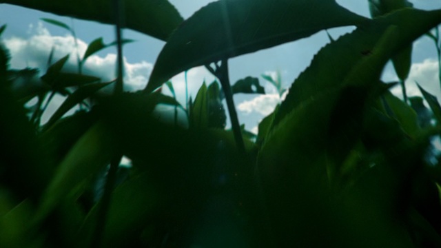 Video Reference N4: green, leaf, vegetation, water, plant, close up, sunlight, grass, moisture, tree, Person