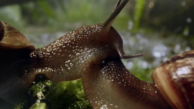 Video Reference N5: Slug, Snail, Snails and slugs, Molluscs, Terrestrial animal, Water, Organism, Close-up, Sea snail, Invertebrate