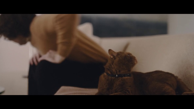 Video Reference N0: Arm, Human, Leg, Mouth, Ear, Felidae, Photography, Cat, Finger, Sitting