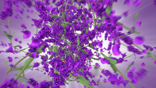Video Reference N3: Lavender, Violet, Purple, Lilac, Flower, Plant, Lavender, Flowering plant, Wildflower, Violet family