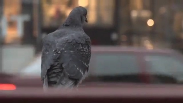 Video Reference N2: beak, bird, pigeons and doves