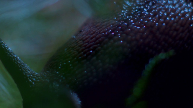 Video Reference N2: Water, Green, Marine biology, Macro photography, Organism, Close-up, Moisture, Electric blue