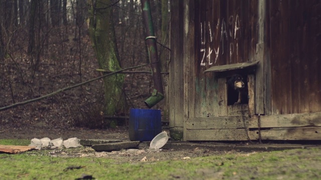 Video Reference N1: Woodland, Tree, Forest, Outhouse, Shed, Plant