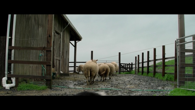 Video Reference N5: fauna, sheep, sheep, livestock, grass, zoo, pasture, farm, snout, wildlife